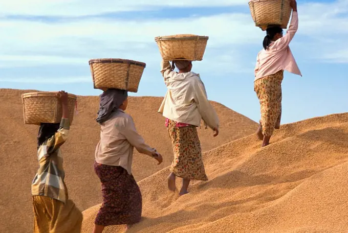 Farmers with rice in Myanmar Burma, Asia