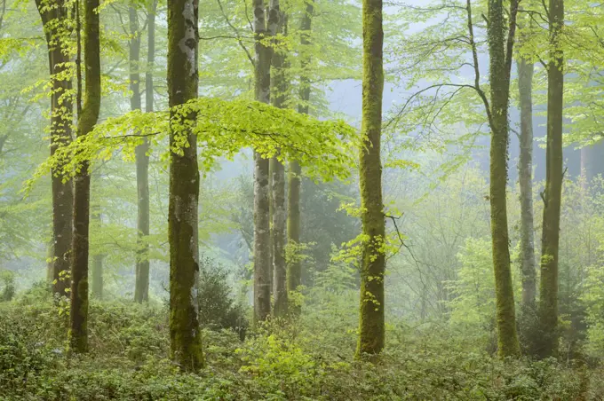 Misty morning in spring in a deciduous woodland, Bodmin, Cornwall, England, United Kingdom, Europe