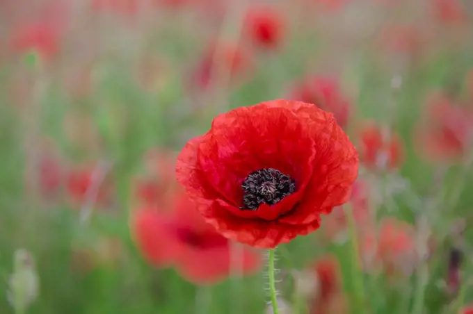 Red poppy, beautiful wild flower portrait, soft light, Peak District National Park, Baslow, Derbyshire, England, United Kingdom, Europe