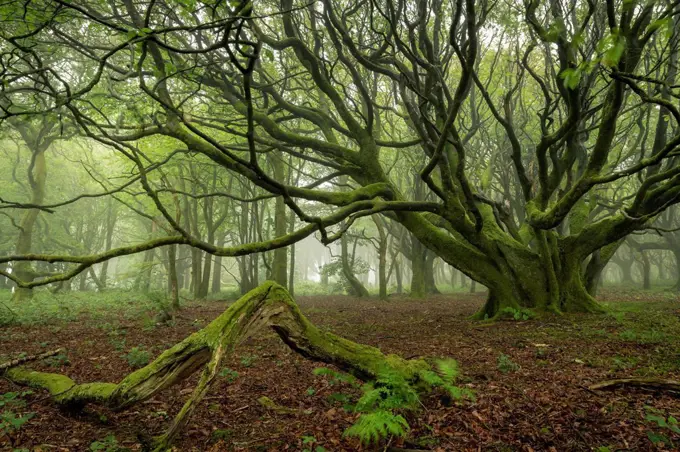 Misty deciduous woodland in spring, Cornwall, England, United Kingdom, Europe