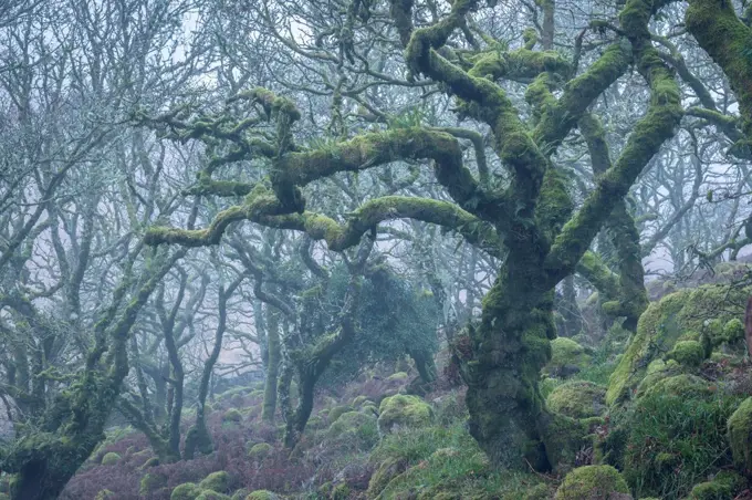 Moss covered tree in Wistman's Wood in winter, Dartmoor National Park, Devon, England, United Kingdom, Europe