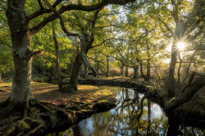 Early morning sunshine penetrates the deciduous woodland surrounding Ober Water near Puttles Bridge in the New Forest National Park, Hampshire, Englan...