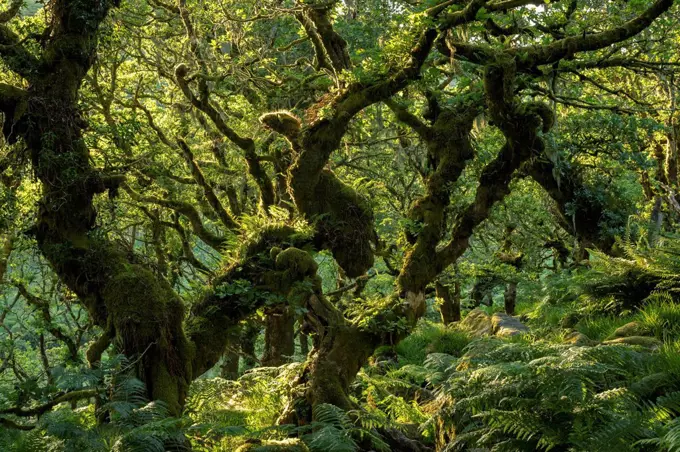 A verdant Wistman's Wood in summer sunshine, Dartmoor National Park, Devon, England, United Kingdom, Europe