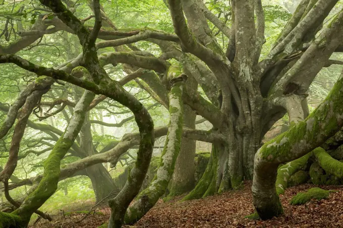 Ancient beech tree with enormous spreading branches, Dartmoor National Park, Devon, England, United Kingdom, Europe