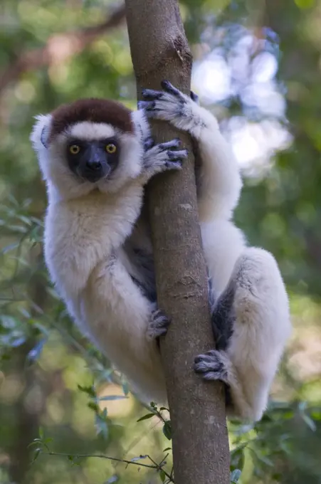 Verreaux´s Sifaka Propithecus verreauxi, Berenty Private Reserve, Madagascar, Africa