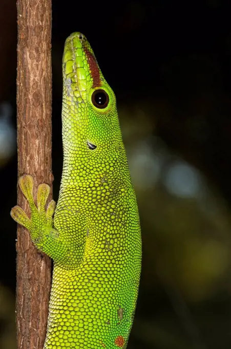 Madagascar Giant Day Gecko (Phelsuma madagascariensis grandis), Madagascar, Africa