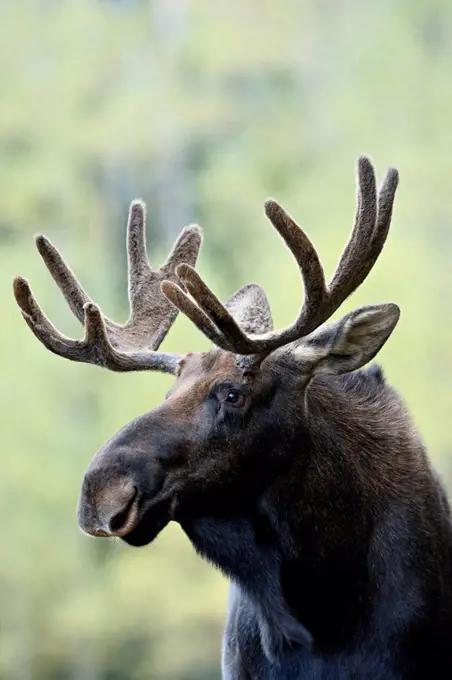 Bull moose Alces alces, Roosevelt National Forest, Colorado, United States of America, North America