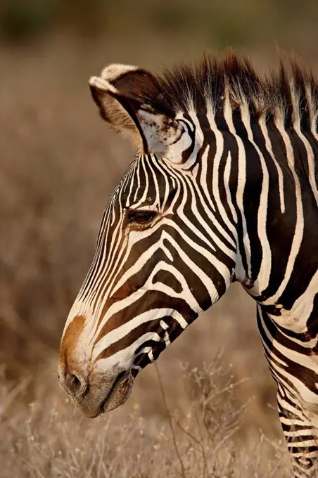 Grevy´s zebra Equus grevyi, Samburu National Reserve, Kenya, East Africa, Africa