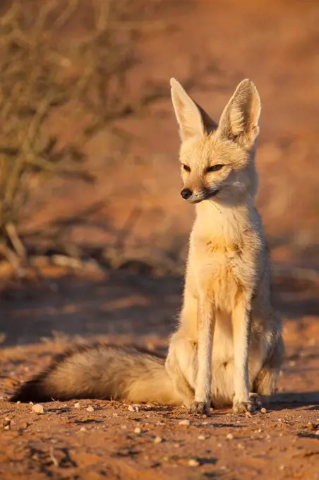 Cape fox Vulpes chama, Kgalagadi Transfrontier Park, Northern Cape, South Africa, Africa