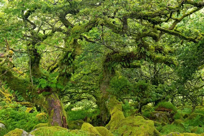 Gnarled lichen covered stunted oak trees growing in Wistman's Wood, Dartmoor National Park, Devon, England, United Kingdom, Europe