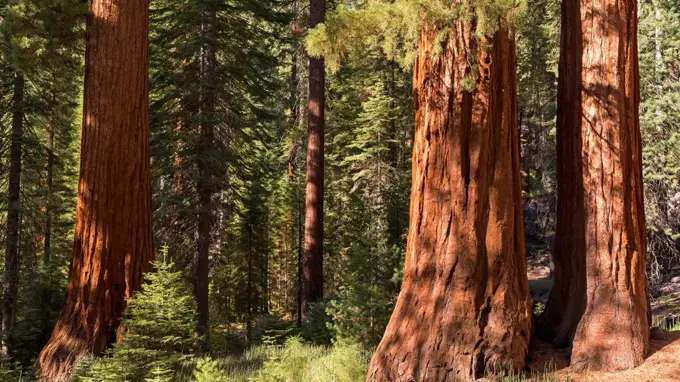 Giant Sequoia (Sequoiadendron giganteum) trees in Mariposa Grove, Yosemite National Park, UNESCO World Heritage Site, California, United States of Ame...