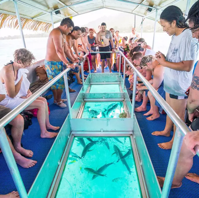 Bluefin Trevally feeding under the glass bottom boat of Captain Tama's Lagoon Cruises, Muri Lagoon, Rarotonga, Cook Islands, South Pacific, Pacific