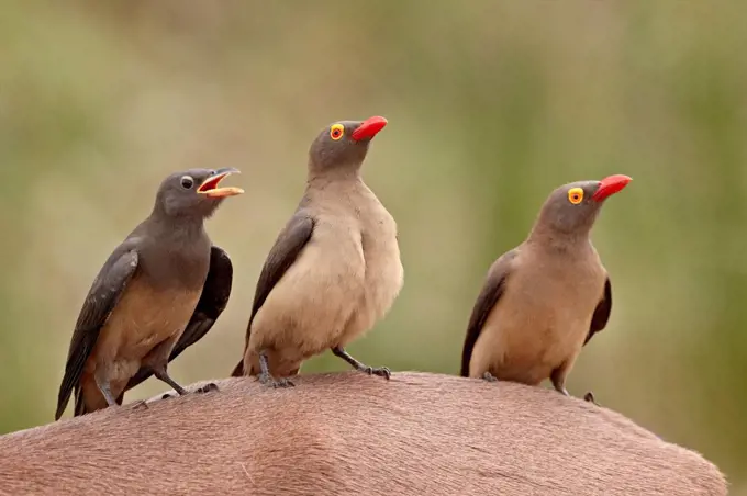 Two adult and an immature red_billed oxpecker Buphagus erythrorhynchus on an impala, Kruger National Park, South Africa, Africa