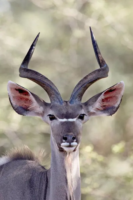 Young greater kudu Tragelaphus strepsiceros buck, Kruger National Park, South Africa, Africa