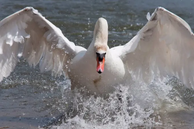Mute swan Cygnus color, taking off, Abbotsbury Swannery, Dorset, England, United Kingdom, Europe