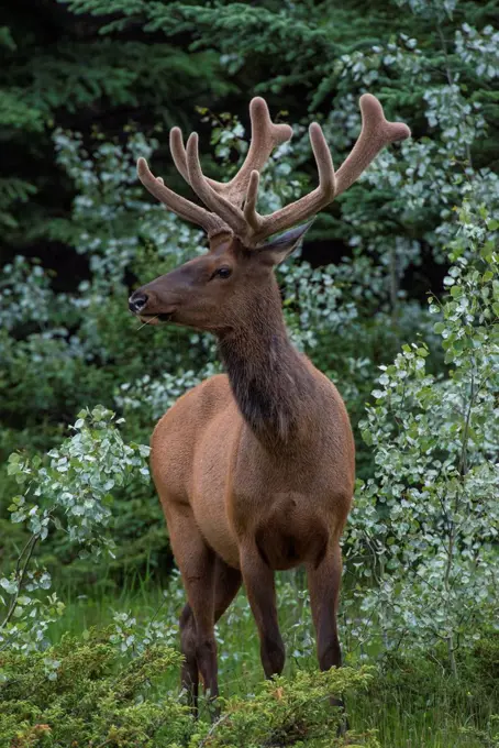 Bull Elk with velvet covered antlers in Jasper National Park, UNESCO World Heritage Site, Alberta, Canada, North America