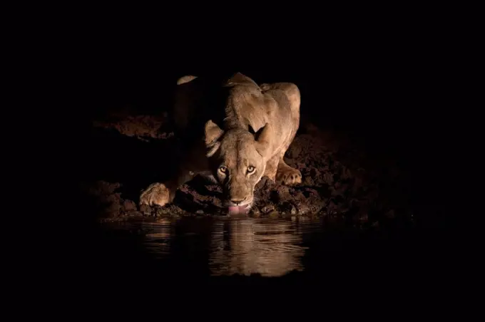 Lioness (Panthera leo) drinking at night, Zimanga Private Game Reserve, KwaZulu-Natal, South Africa, Africa