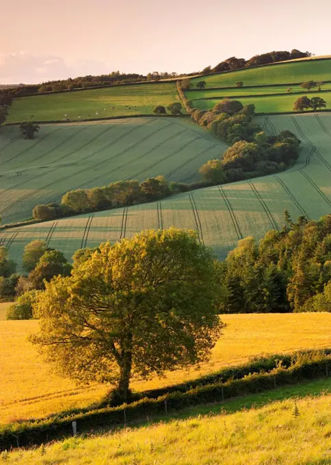 Rolling farmland in summertime, Devon, England, United Kingdom, Europe