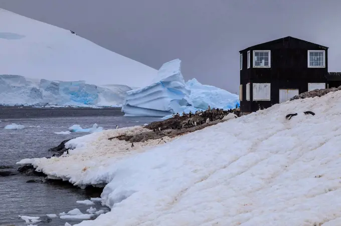 Gentoo penguin colony, blue icebergs and glacier, Chilean Gonzalez Videla Station, Waterboat Point, Paradise Bay, Antarctica, Polar Regions