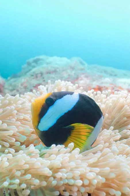 Clark´s Anemonefish Amphiprion clarkii, Southern Thailand, Andaman Sea, Indian Ocean, Asia