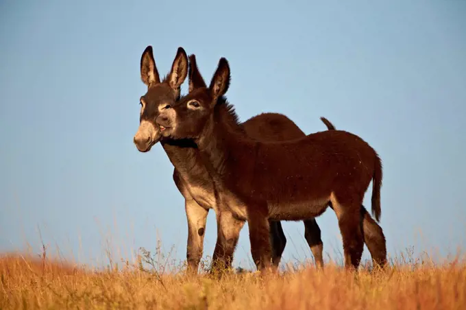 Two young wild burro (donkey) (Equus asinus) (Equus africanus asinus) playing, Custer State Park, South Dakota, United States of America, North Americ...