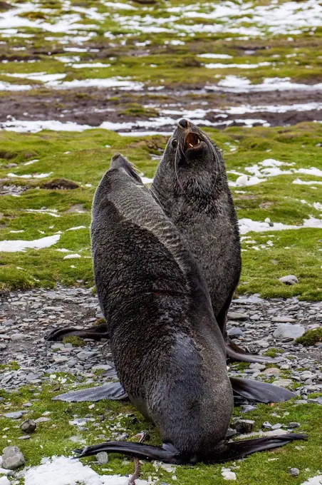 Antarctic fur seal (Arctocephalus gazella) bulls establishing mating territories at the abandoned Stromness Whaling Station, South Georgia Island, Sou...