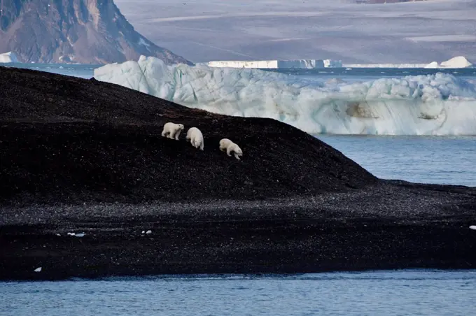 Polar bear mother and cubs walking over black glacier eroded soil, Nunavut and Northwest Territories, Canada, North America