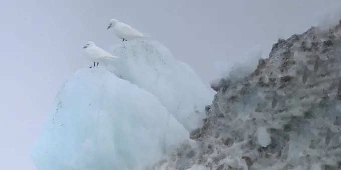 Pair of Glaucous gulls standing on iceberg, Nunavut and Northwest Territories, Canada, North America