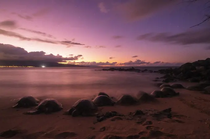 Greenback turtles (Chelonia mydas) on Baldwin Beach, Maui Island, Hawaii, United States of America, North America