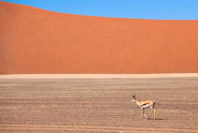 Springbok and orange sand dune in the ancient Namib Desert near Sesriem, Namib Naukluft Park, Namibia, Africa