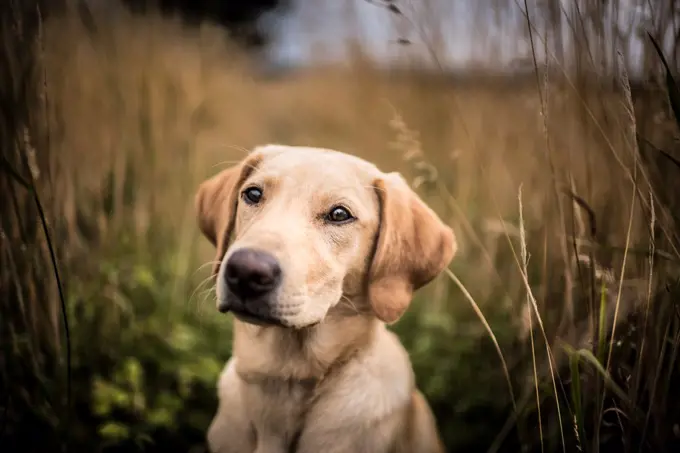 Portrait of a young Golden Labrador sitting in a field, United Kingdom, Europe