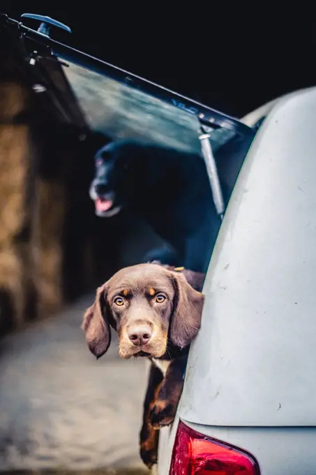 Spaniel with its head poking out of the boot of a car, United Kingdom, Europe