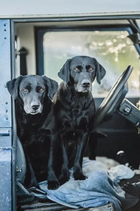 Two black labradors waiting in the front seat of a Land Rover, United Kingdom, Europe