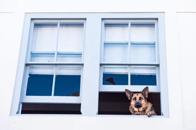 German Shepherd dog in a window, Devon, England, United Kingdom, Europe