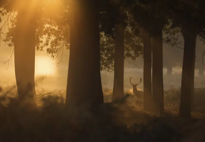 A red deer stag (Cervus elaphus) waits between the trees one stunning misty autumn sunrise in Richmond Park, Richmond, Greater London, England, United Kingdom, Europe