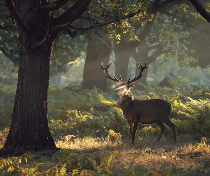 A large red deer stag (Cervus elaphus) stands his ground in a misty Richmond Park one autumn morning, Richmond, Greater London, England, United Kingdom, Europe