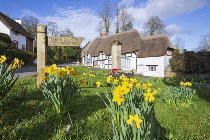 Spring Daffodils on the village green with white thatched cottages behind, Wherwell, Hampshire, England, United Kingdom, Europe