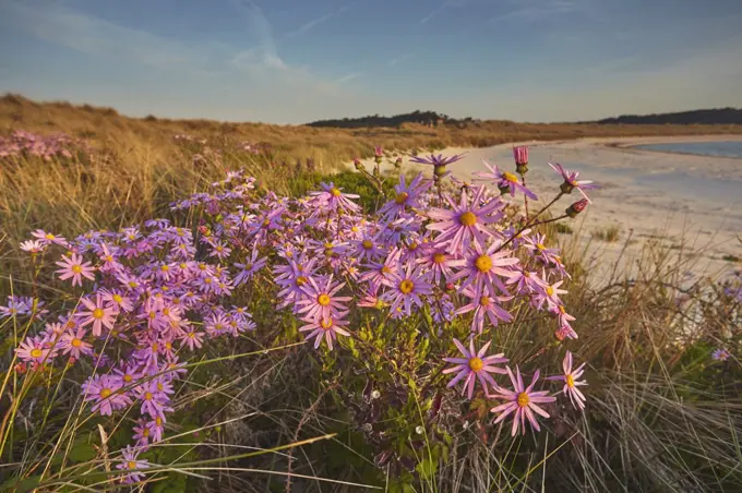 Sea Asters (Tripolium pannonicum) in flower in spring in dunes in Pentle Bay, on the island of Tresco, in the Isles of Scilly, England, United Kingdom, Europe