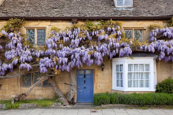 Wisteria fronted cottage, Broadway, Worcestershire, England, United Kingdom, Europe