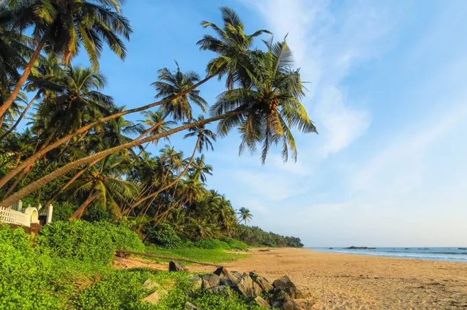 Leaning palm trees at lovely unspoilt deserted Kizhunna Beach, south of Kannur on the state's North coast, Kannur, Kerala, India, Asia