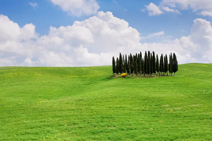 Landscape with cypress trees near San Quirico, Val d'Orcia, UNESCO World Heritage Site, Tuscany, Italy, Europe