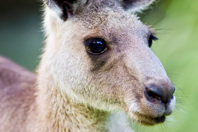 Antilopine Wallaroo, Queensland , Australia