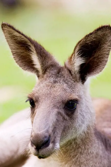 Antilopine Wallaroo, Queensland, Australia
