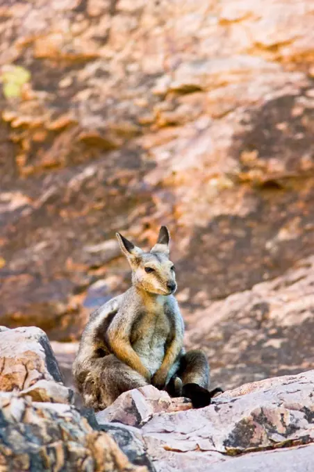 Wallaby sits on the rocks at Simpson's Gap, West Madonnell Mountain Range, Australia