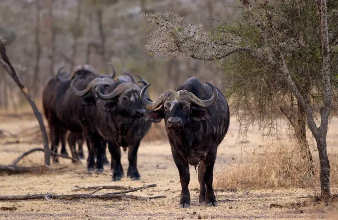 Herd of four African Cape buffalos, Grumeti,Tanzania, East Africa