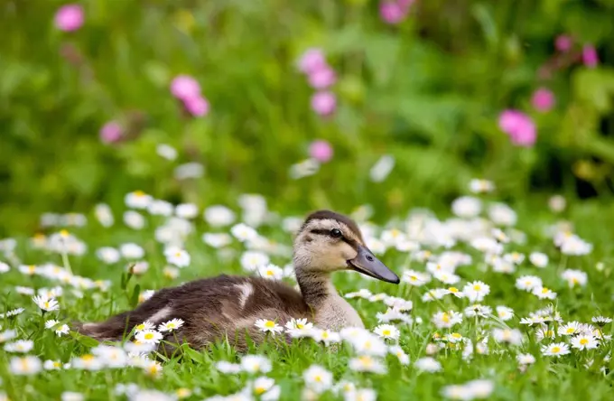 Mallard duckling among daisies in meadow in The Cotswolds, Oxfordshire, England, United Kingdom