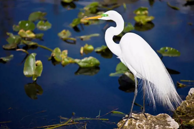 Great White Egret, Ardea alba, also known as the Great Egret or Common Egret in the Everglades, Florida, USA
