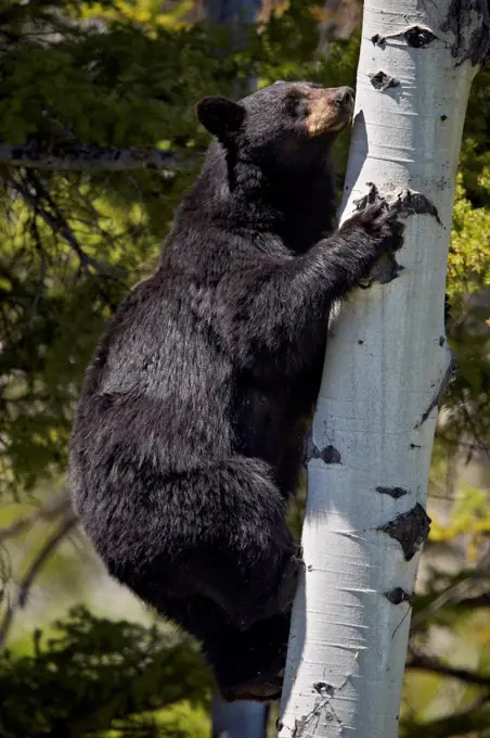 Black Bear (Ursus americanus) sow climbing a tree, Yellowstone National Park, Wyoming, United States of America, North America