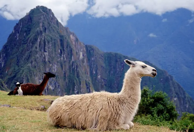Llamas rest by Machu Picchu ruins of Inca citadel in Peru, South America