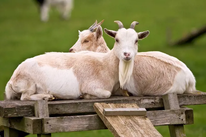 Free-range goats, Cotswolds, United Kingdom.